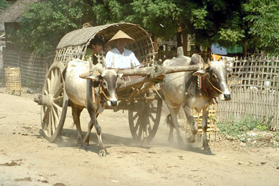 Ochsenkarren Mandalay